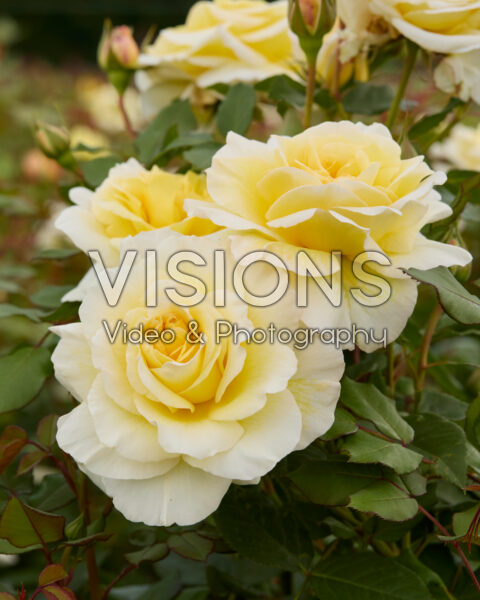 Rosa Stockholm Rosa Stockholm