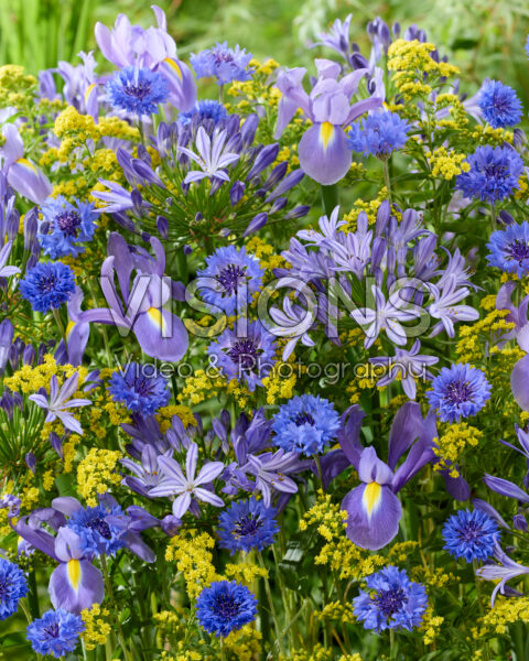 Summer flower mix Summer flower mix