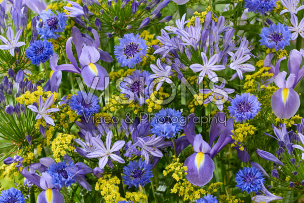 Summer flower mix Summer flower mix