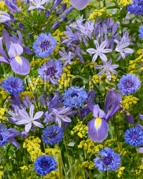 Zomerbloemenmix Zomerbloemenmix