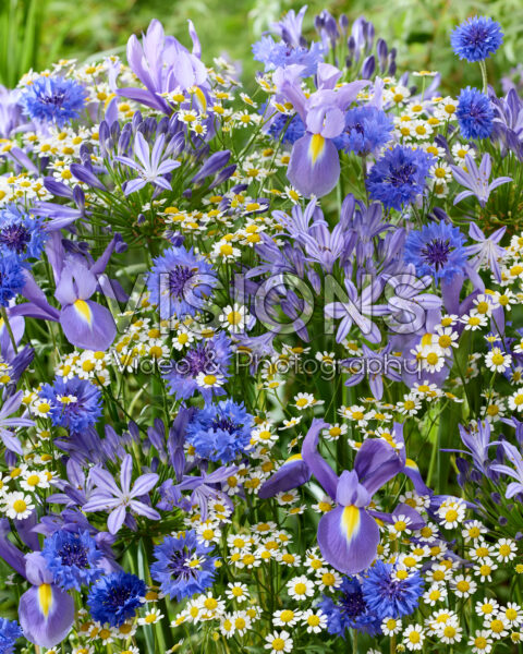 Zomerbloemenmix Zomerbloemenmix