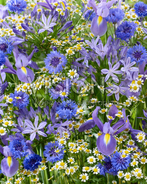 Summer flower mix Summer flower mix