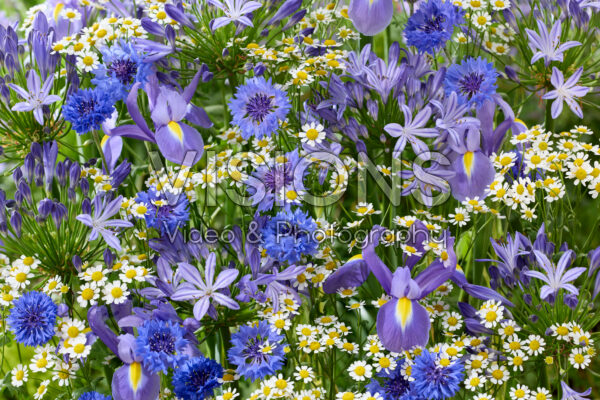 Summer flower mix Summer flower mix