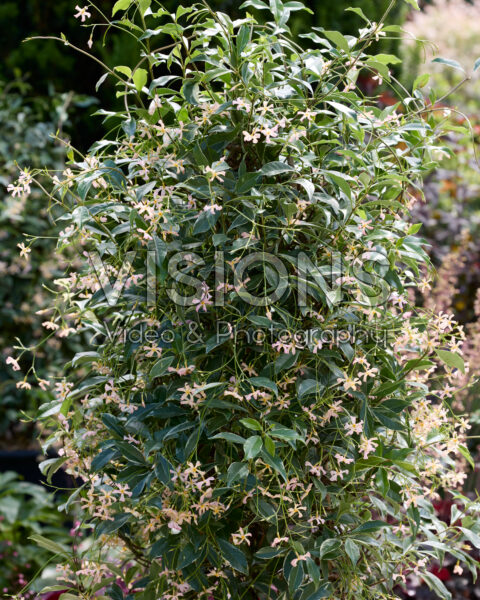 Trachelospermum jasminoides Star of Milano Trachelospermum jasminoides Star of Milano