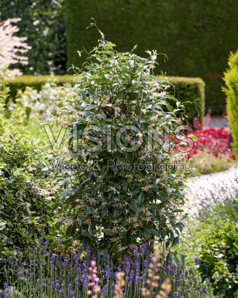 Trachelospermum jasminoides Star of Milano Trachelospermum jasminoides Star of Milano