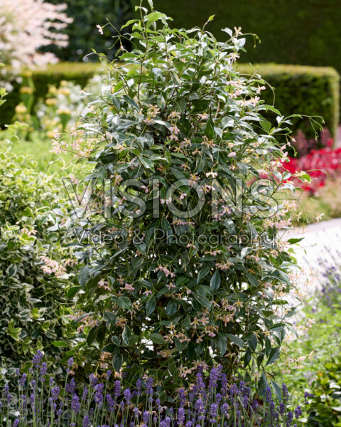 Trachelospermum jasminoides Star of Milano Trachelospermum jasminoides Star of Milano