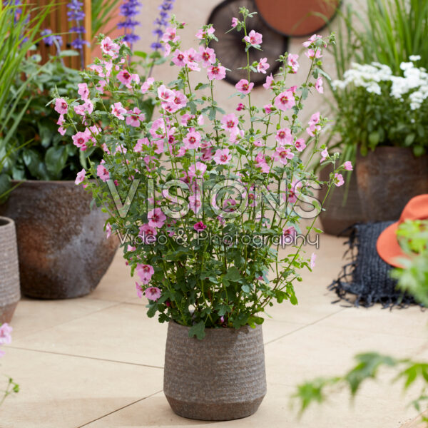 Anisodontea African Rose Dayo Anisodontea African Rose Dayo