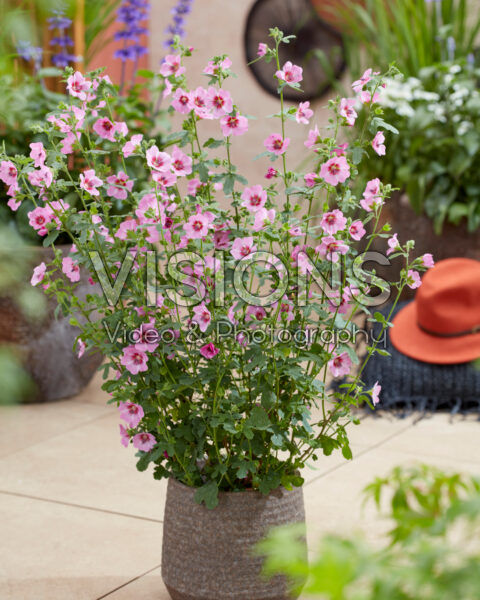Anisodontea African Rose Dayo Anisodontea African Rose Dayo