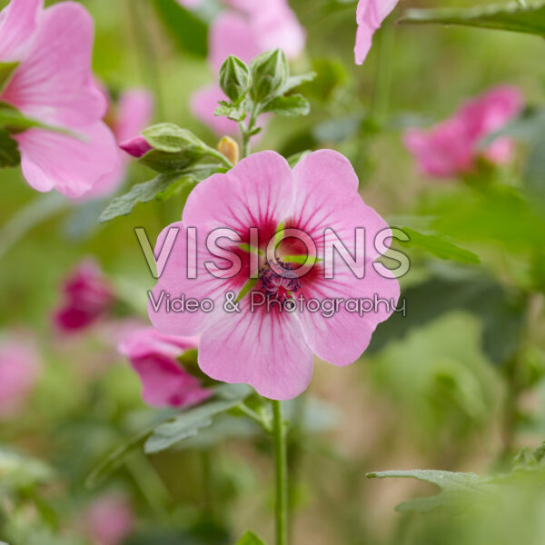 Anisodontea African Rose Dayo Anisodontea African Rose Dayo