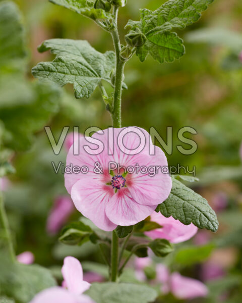 Anisodontea African Rose Mirembe Anisodontea African Rose Mirembe