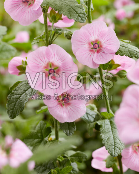 Anisodontea African Rose Mirembe