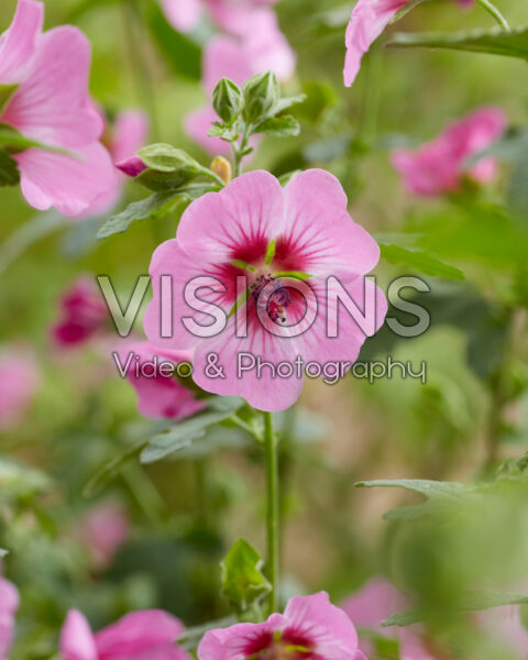 Anisodontea African Rose Dayo Anisodontea African Rose Dayo