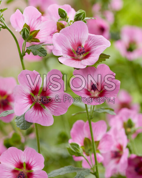 Anisodontea African Rose Dayo Anisodontea African Rose Dayo
