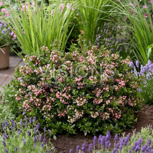 Escallonia laevis Showstopper Escallonia laevis Showstopper