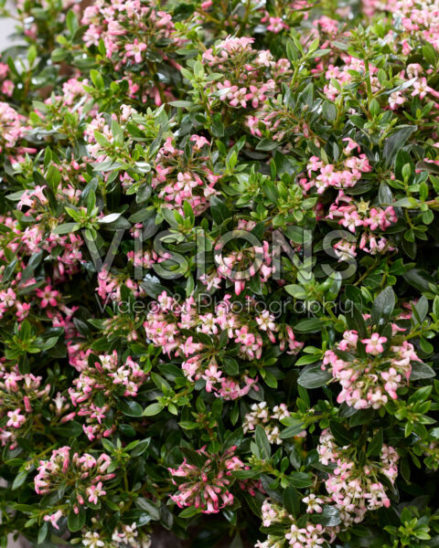 Escallonia laevis Showstopper Escallonia laevis Showstopper
