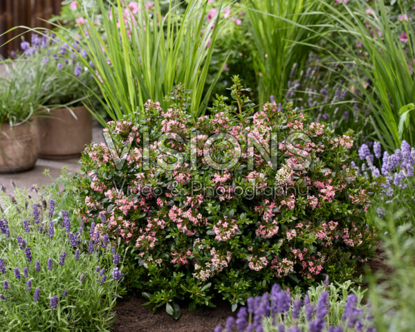 Escallonia laevis Showstopper Escallonia laevis Showstopper