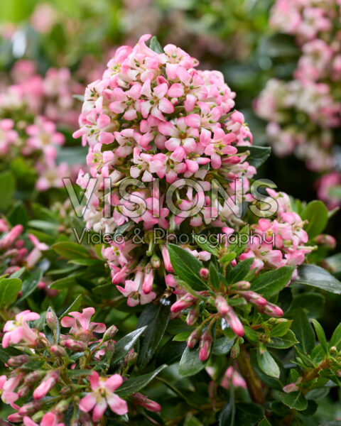 Escallonia laevis Showstopper Escallonia laevis Showstopper