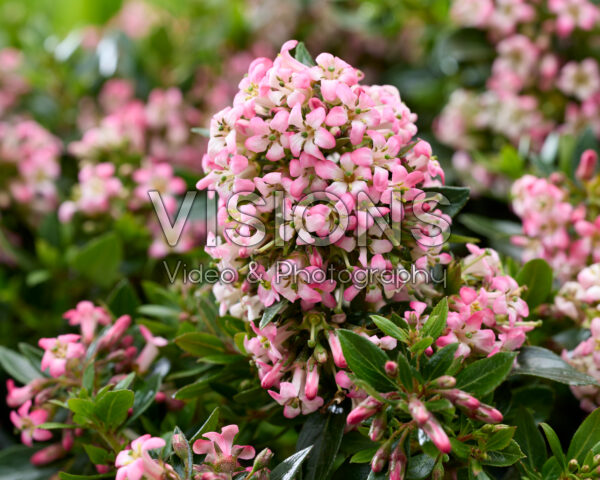 Escallonia laevis Showstopper