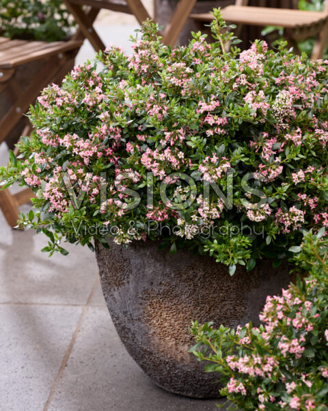Escallonia laevis Showstopper