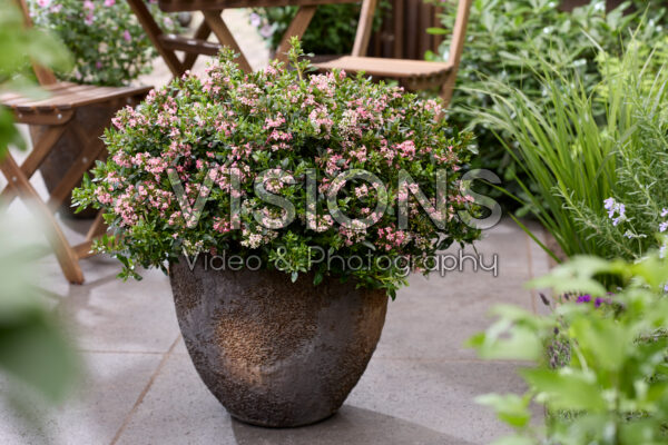 Escallonia laevis Showstopper