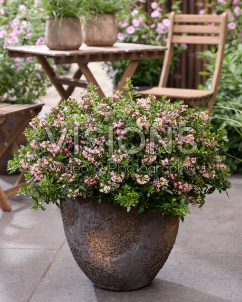 Escallonia laevis Showstopper