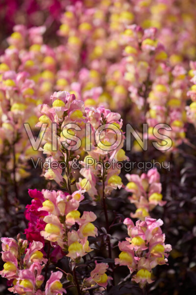 Antirrhinum Snap in Black Apricote