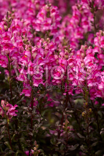 Antirrhinum Snap in Black Hot Pink