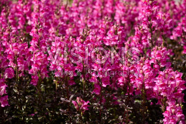 Antirrhinum Snap in Black Hot Pink Antirrhinum Snap in Black Hot Pink