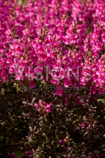 Antirrhinum Snap in Black Hot Pink