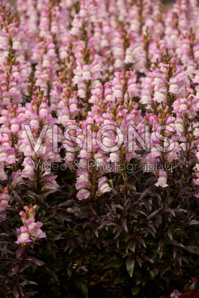 Antirrhinum Snap in Black Pink