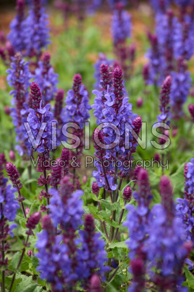 Salvia nemorosa Marvel Dark Blue