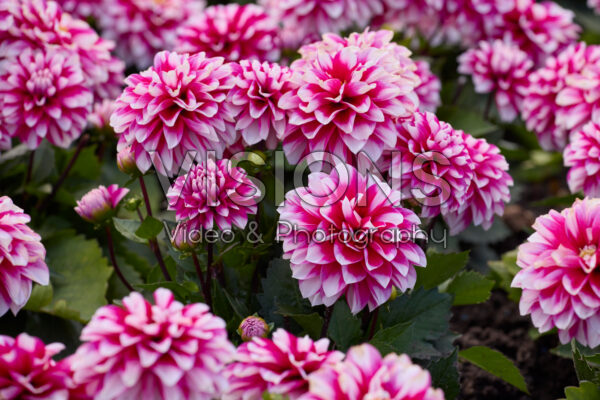 Dahlia coccinea Burgundy White Tips