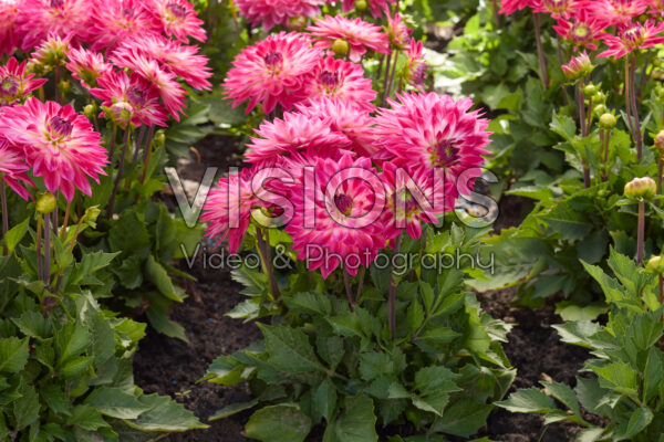 Dahlia coccinea Dalina Maxi Cherry Blast