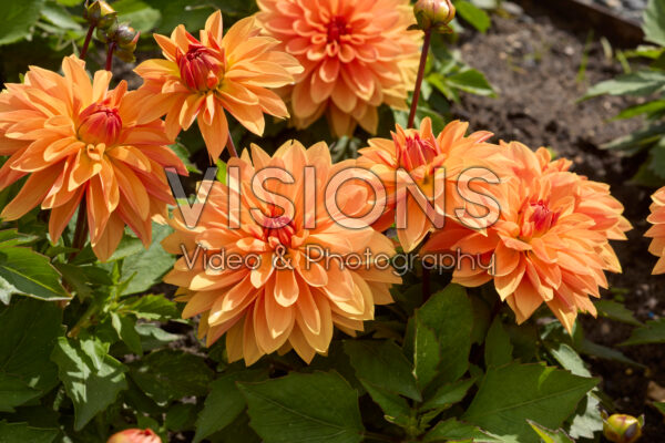 Dahlia coccinea Dalina Maxi Apricot