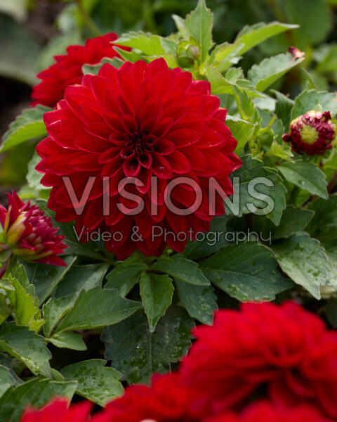 Dahlia coccinea Dalina Maxi Dark Red