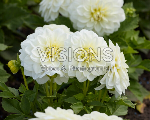 Dahlia coccinea Dalina Maxi White