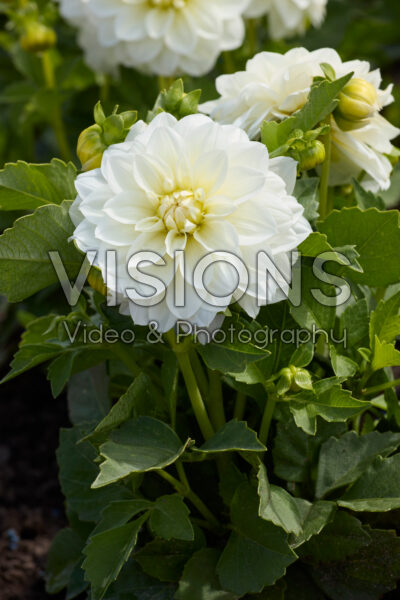 Dahlia coccinea Dalina Maxi White