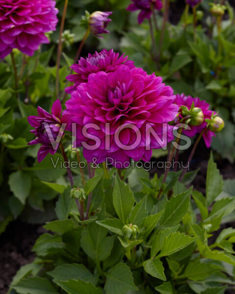 Dahlia coccinea Dalina Maxi Purple