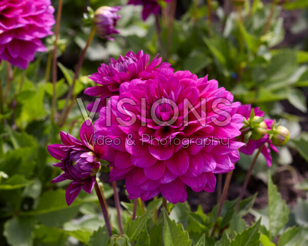 Dahlia coccinea Dalina Maxi Purple Dahlia coccinea Dalina Maxi Purple