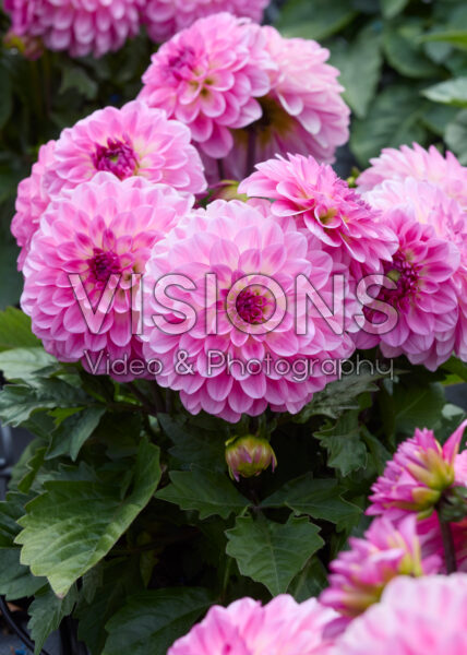 Dahlia coccinea Dalina Maxi Pink Blast