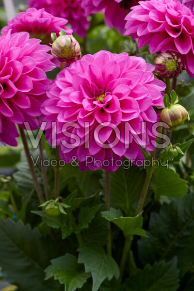 Dahlia coccinea Dalina Maxi Neon Lilac