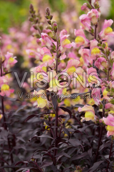 Antirrhinum Snap in Black Apricote