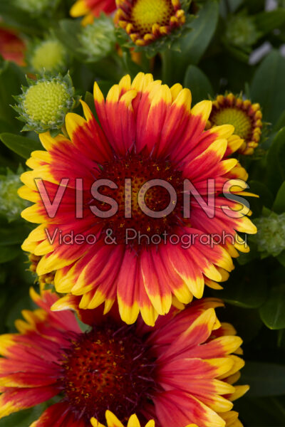 Gaillardia aristata Guapa Tango Bicolour