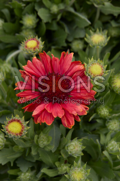 Gaillardia x grandiflora Mesa Red