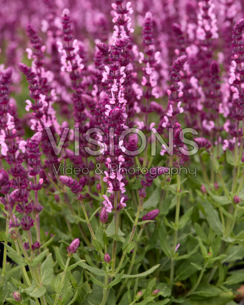 Salvia nemorosa Sensation Medium Pink