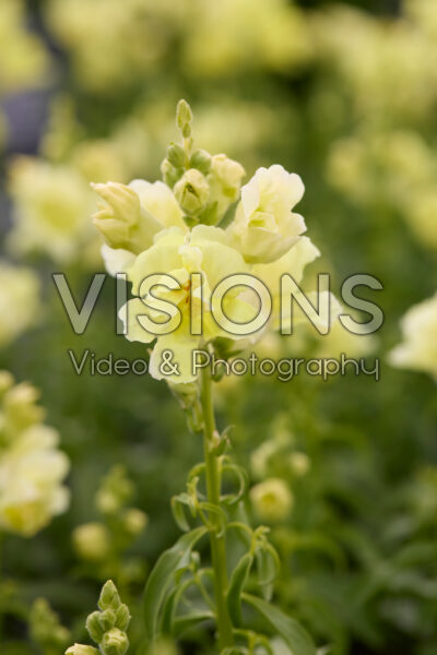 Antirrhinum DoubleShot Yellow Antirrhinum DoubleShot Yellow