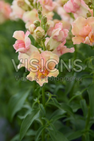 Antirrhinum DoubleShot Peach Antirrhinum DoubleShot Peach