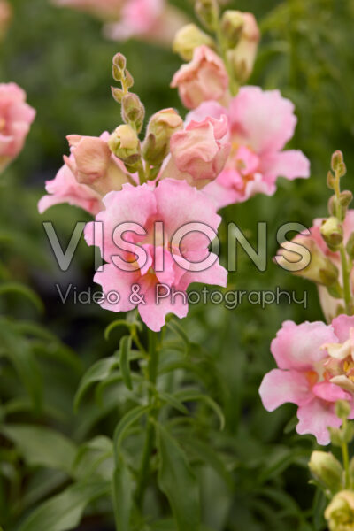 Antirrhinum majus DoubleShot™ Appleblossom Antirrhinum majus DoubleShot™ Appleblossom