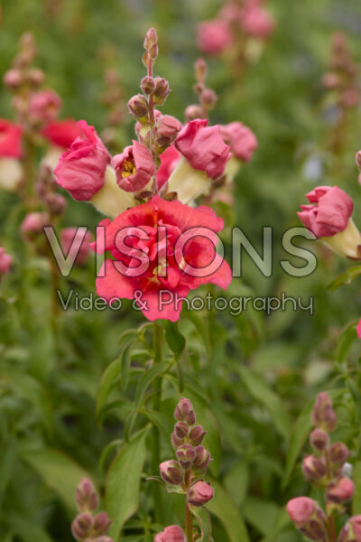 Antirrhinum DoubleShot Orange Bicolour