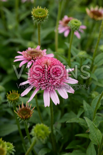 Echinacea Sombrero Double Pink